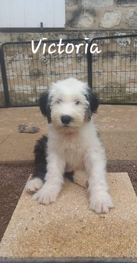 Lords of Cuzay - Chiot disponible  - Bobtail