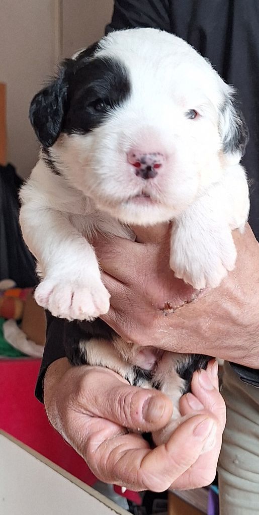 Lords of Cuzay - Chiot disponible  - Bobtail