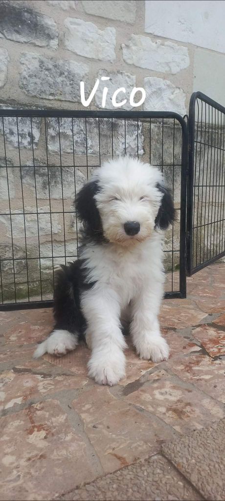 Lords of Cuzay - Chiot disponible  - Bobtail