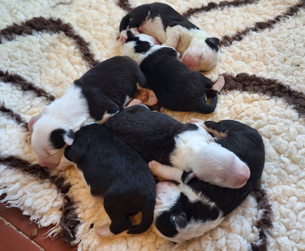Chiot Bobtail Lords of Cuzay