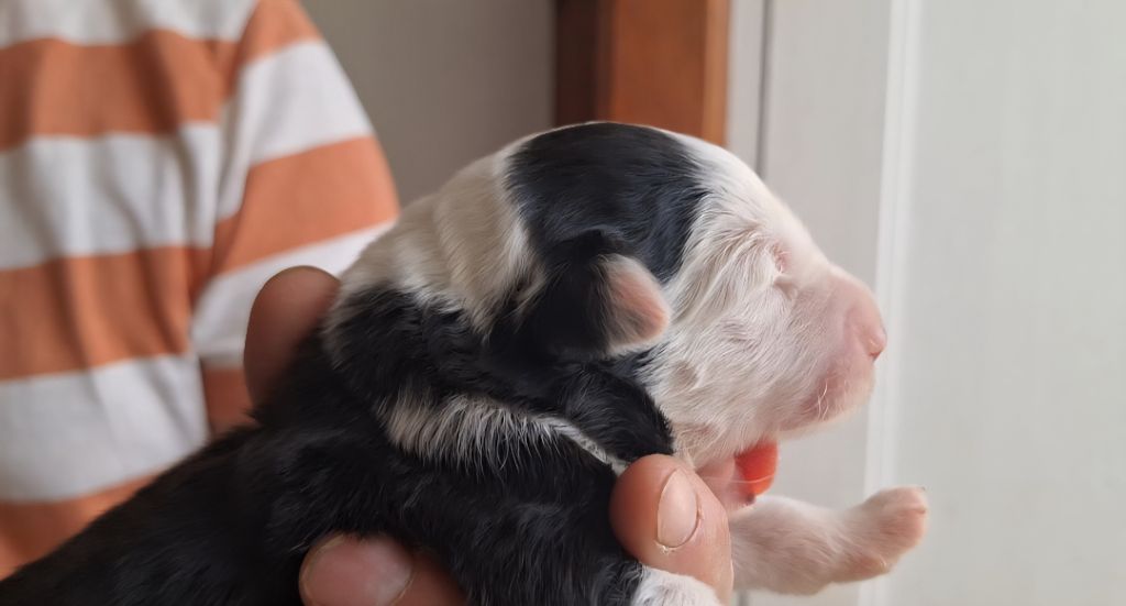 Lords of Cuzay - Chiots disponibles - Bobtail