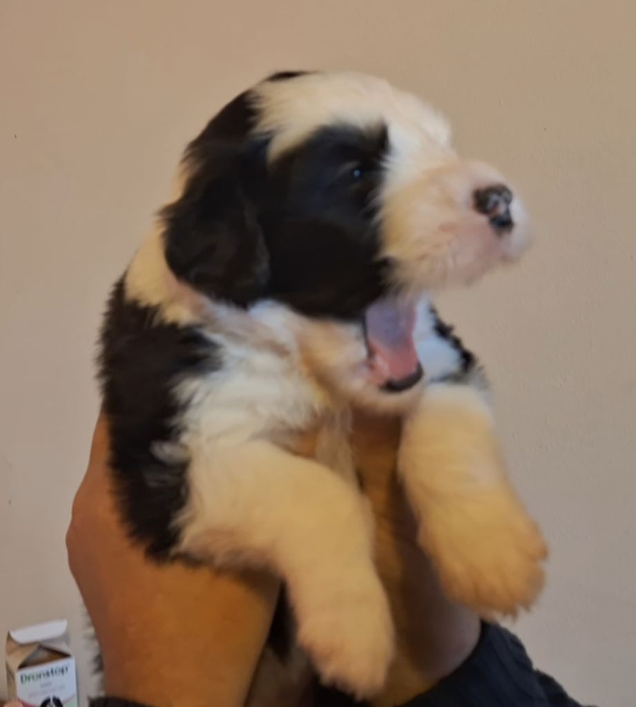 Lords of Cuzay - Chiots disponibles - Bobtail