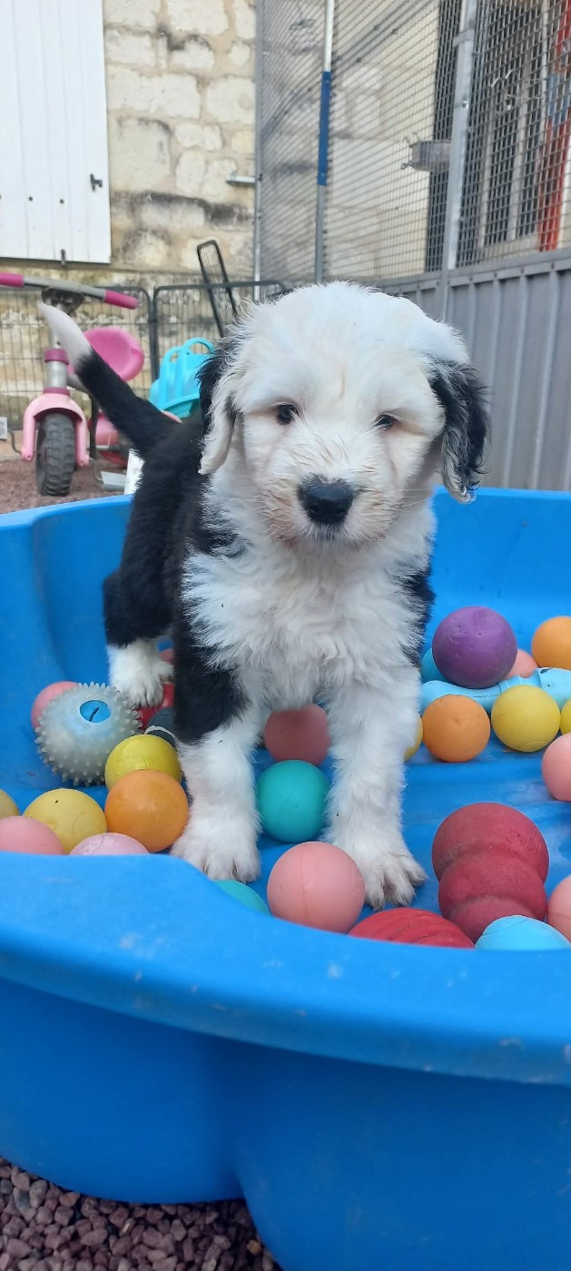 Lords of Cuzay - Chiots disponibles - Bobtail