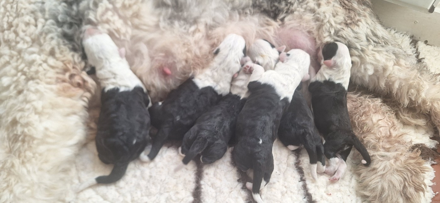 Chiot Bobtail Lords of Cuzay