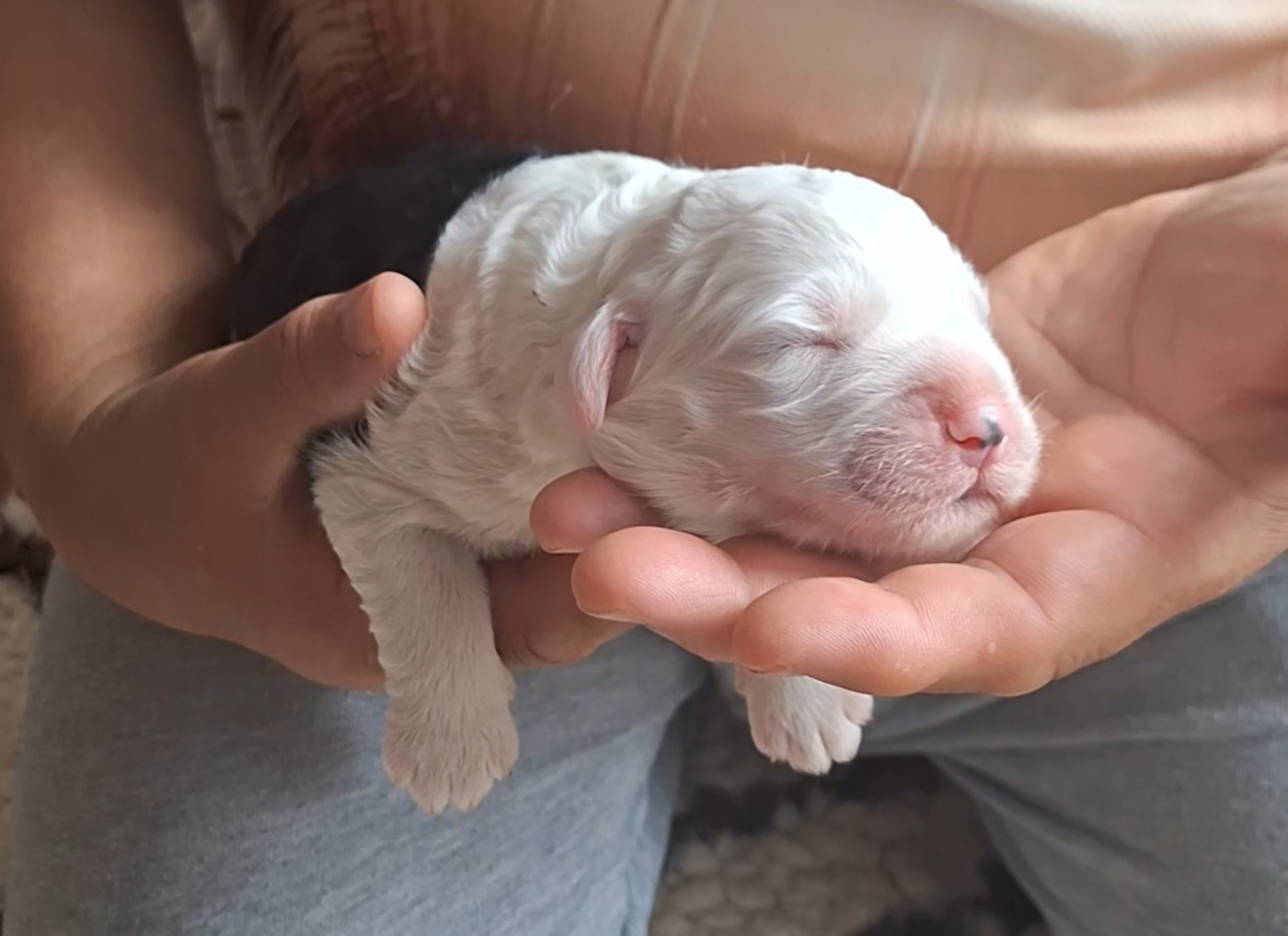 Lords of Cuzay - Chiots disponibles - Bobtail