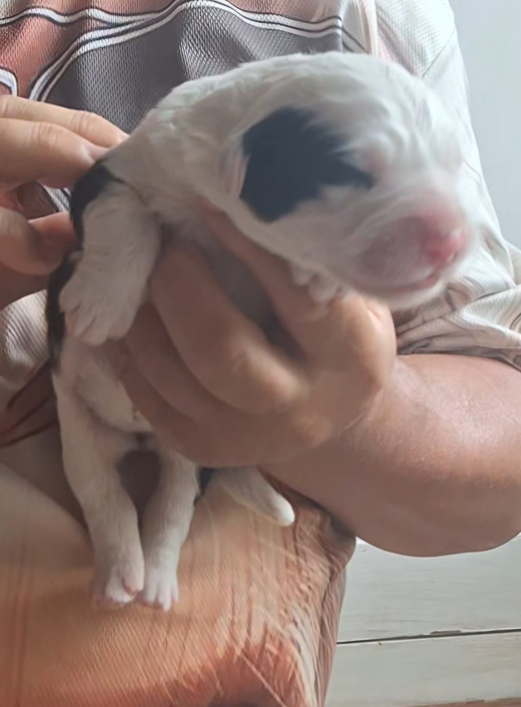 Lords of Cuzay - Chiots disponibles - Bobtail