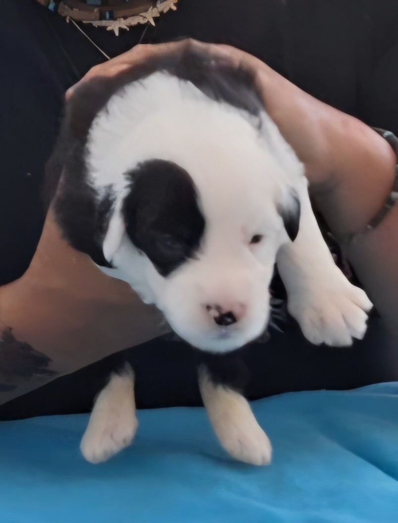 Lords of Cuzay - Chiots disponibles - Bobtail