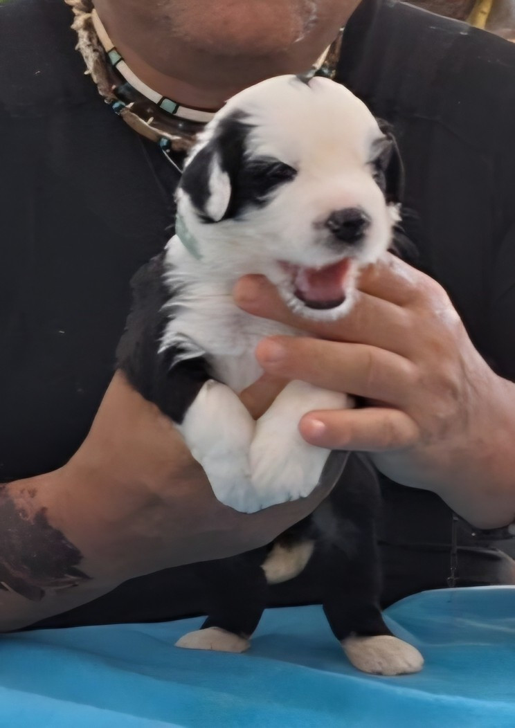 Lords of Cuzay - Chiots disponibles - Bobtail