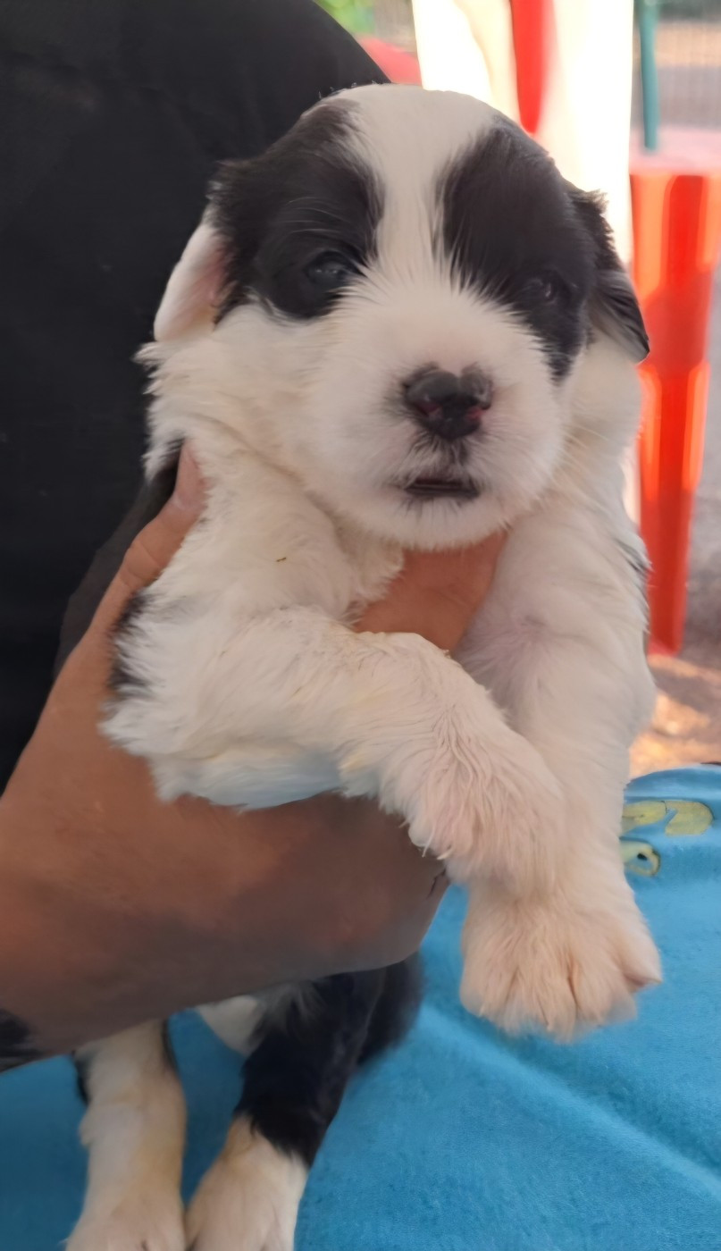 Lords of Cuzay - Chiots disponibles - Bobtail