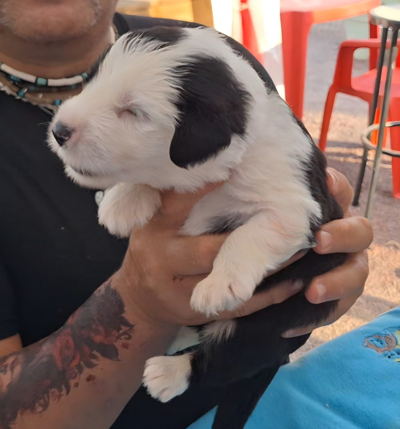 Lords of Cuzay - Chiots disponibles - Bobtail