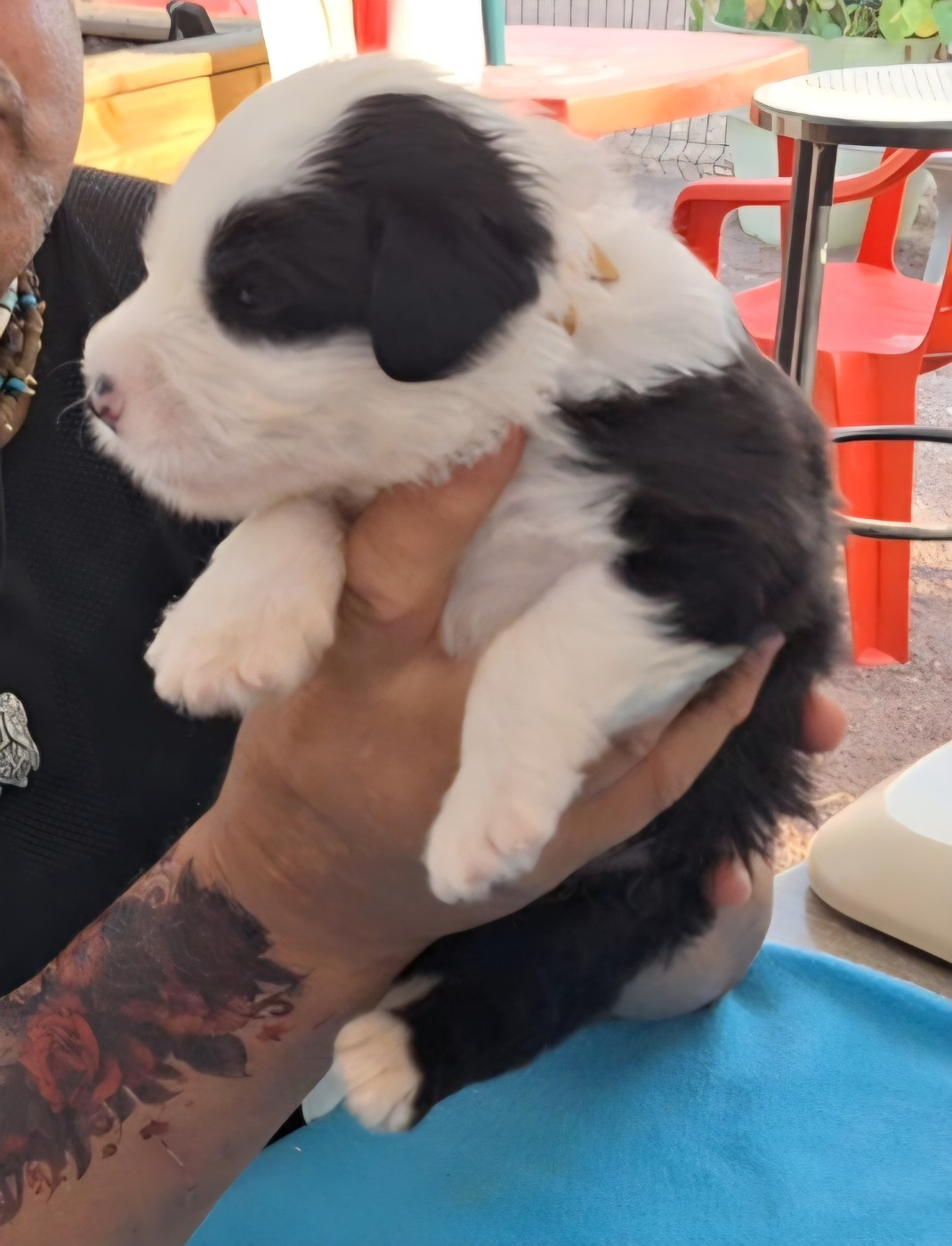 Lords of Cuzay - Chiots disponibles - Bobtail