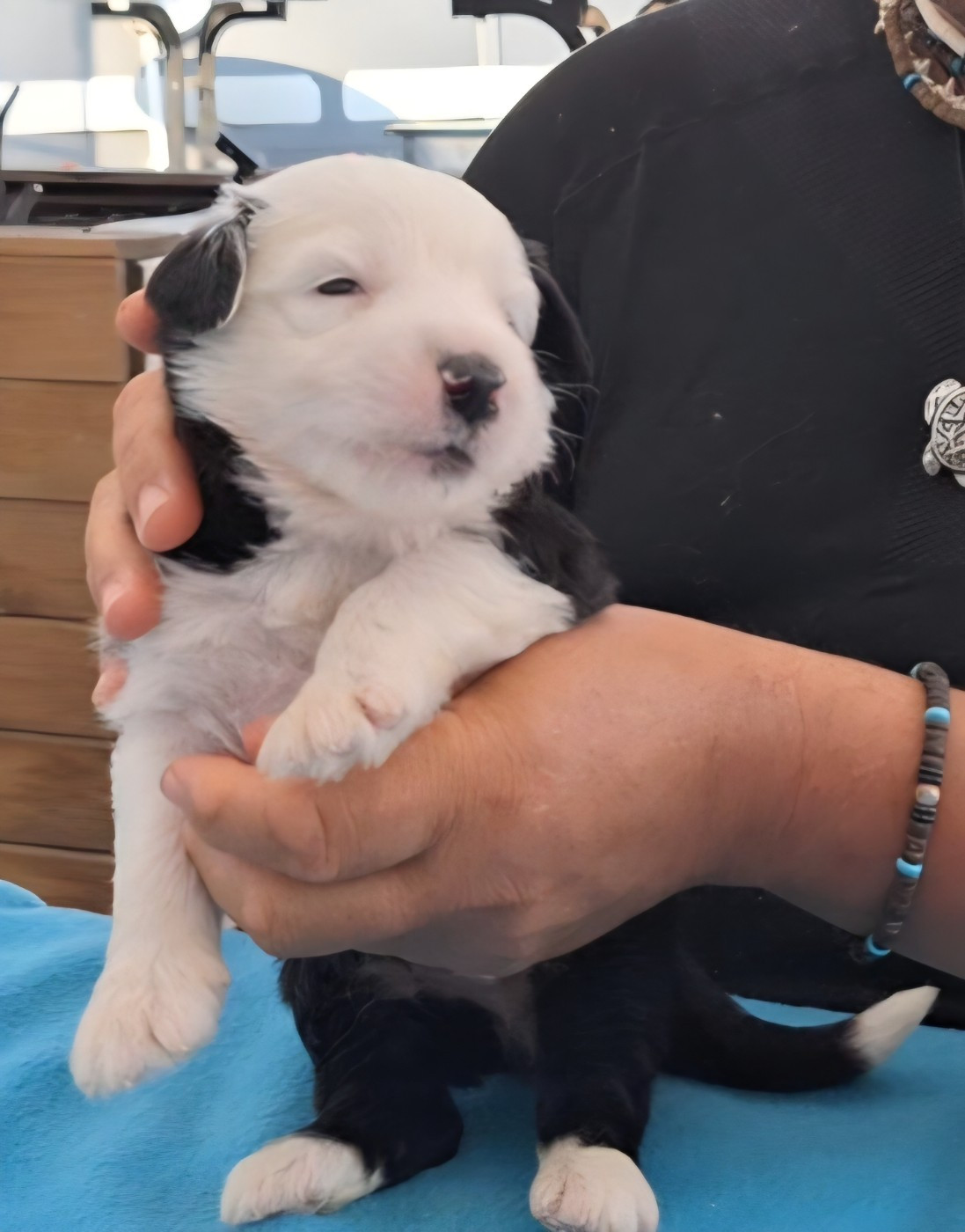 Lords of Cuzay - Chiots disponibles - Bobtail