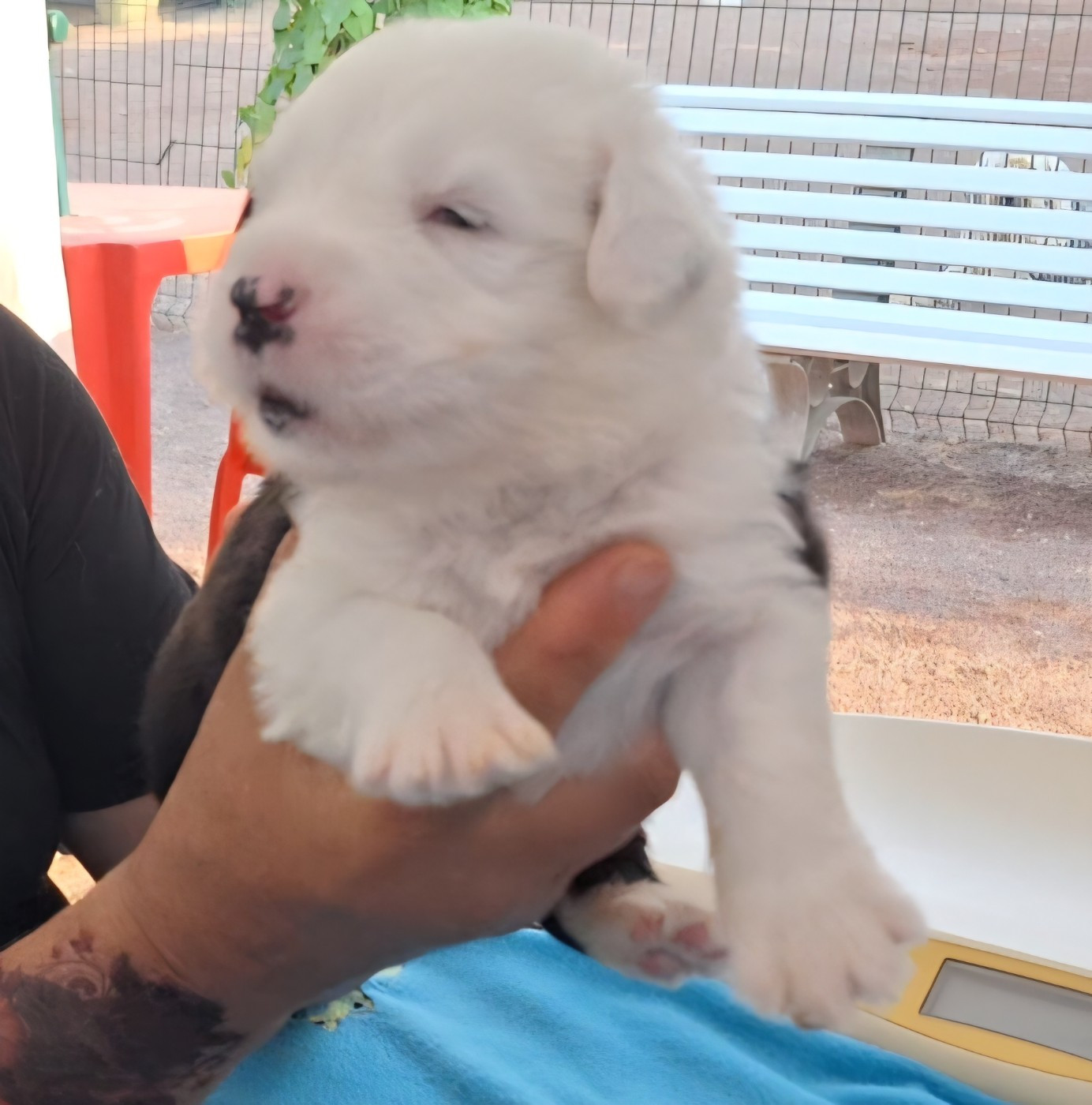 Lords of Cuzay - Chiots disponibles - Bobtail