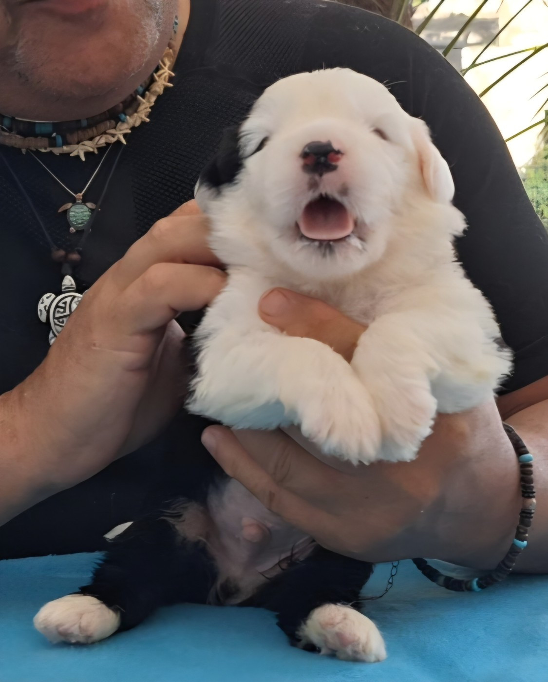 Lords of Cuzay - Chiots disponibles - Bobtail