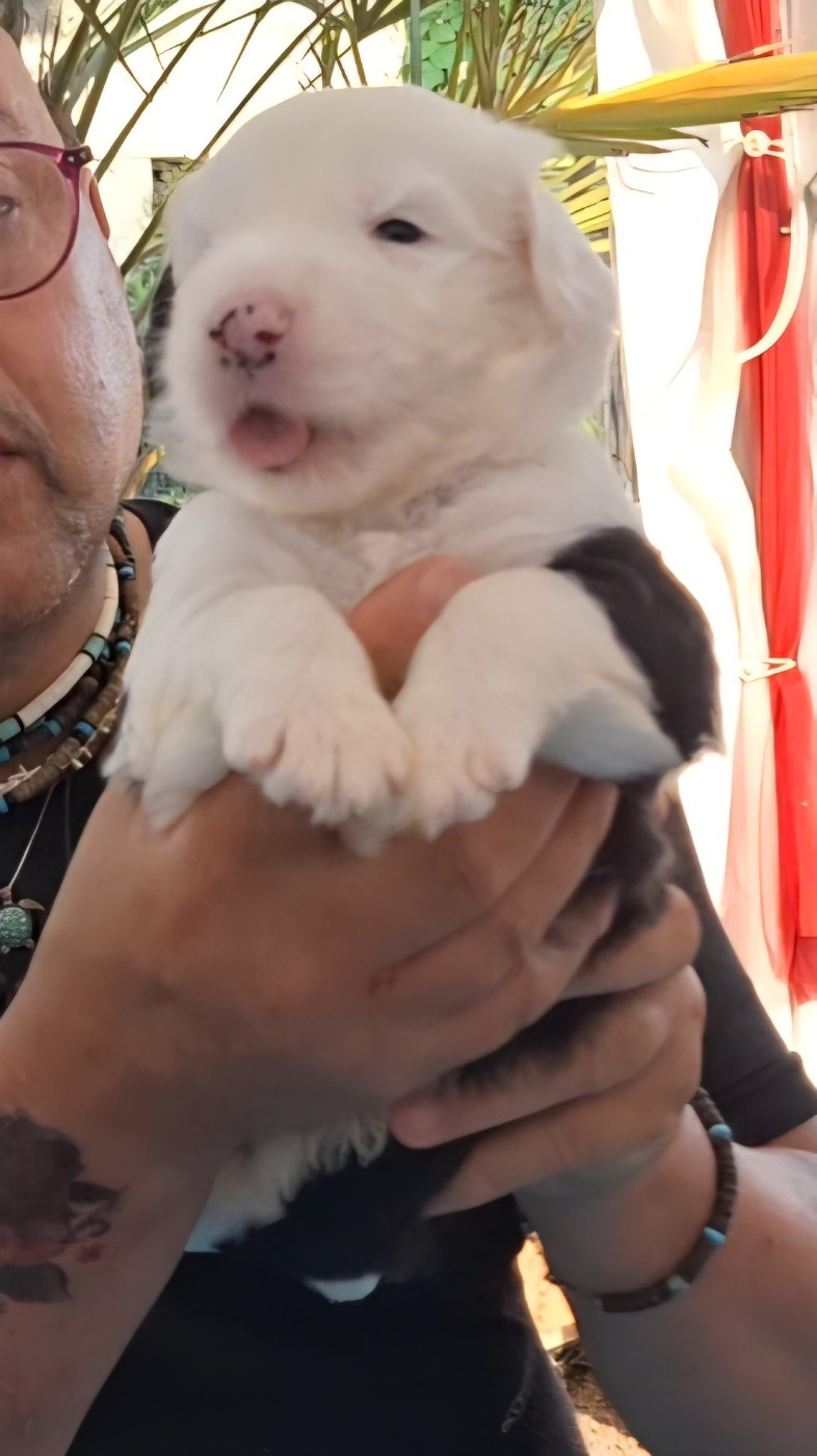 Lords of Cuzay - Chiots disponibles - Bobtail