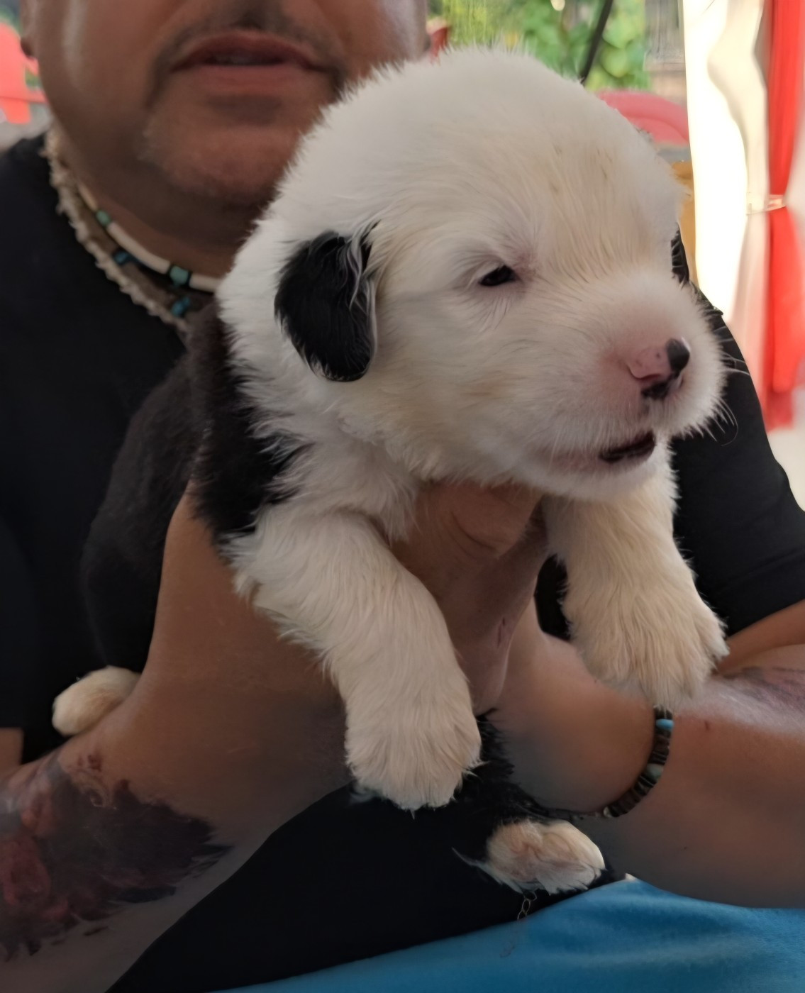 Lords of Cuzay - Chiots disponibles - Bobtail