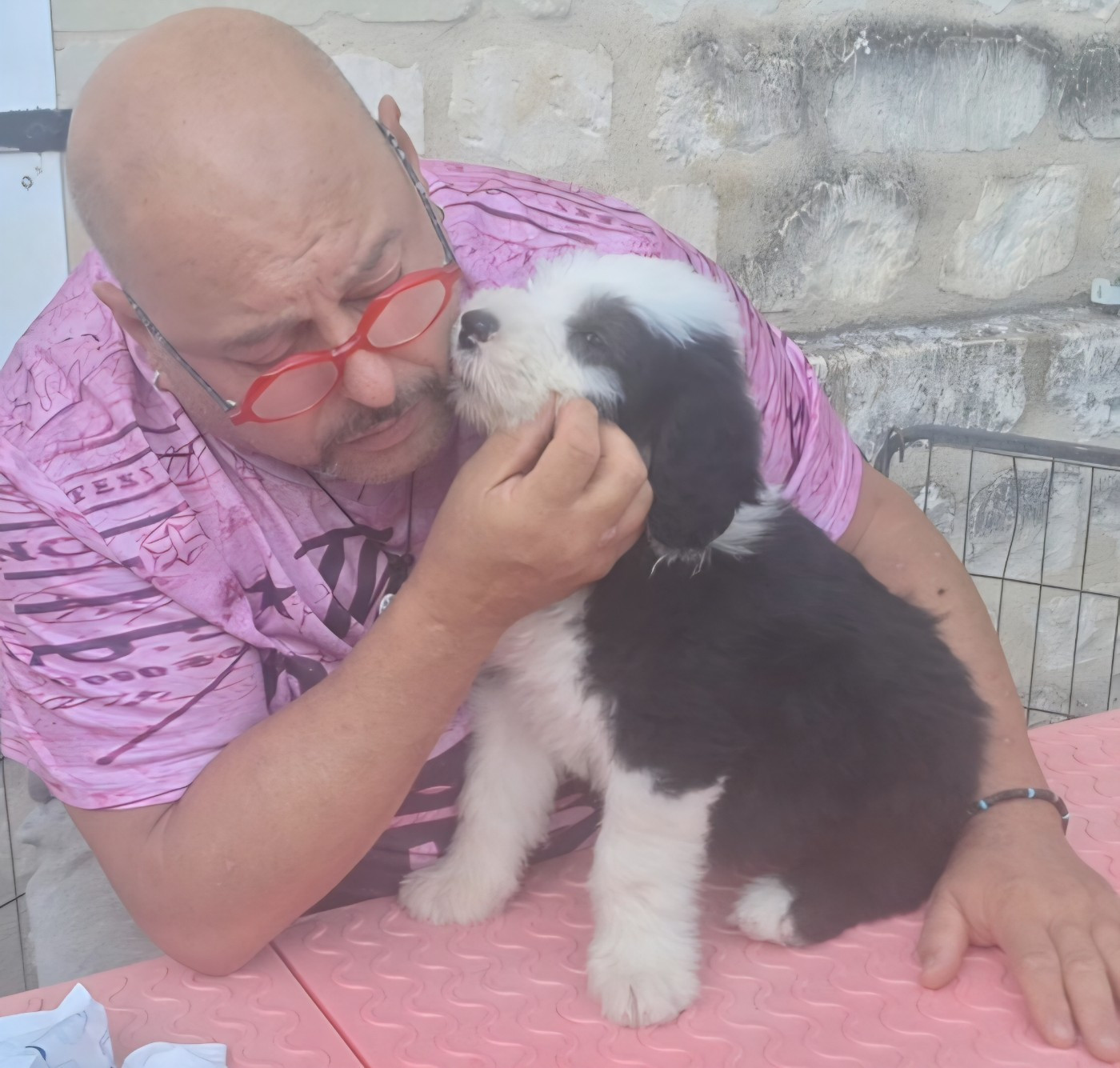 Lords of Cuzay - Chiots disponibles - Bobtail