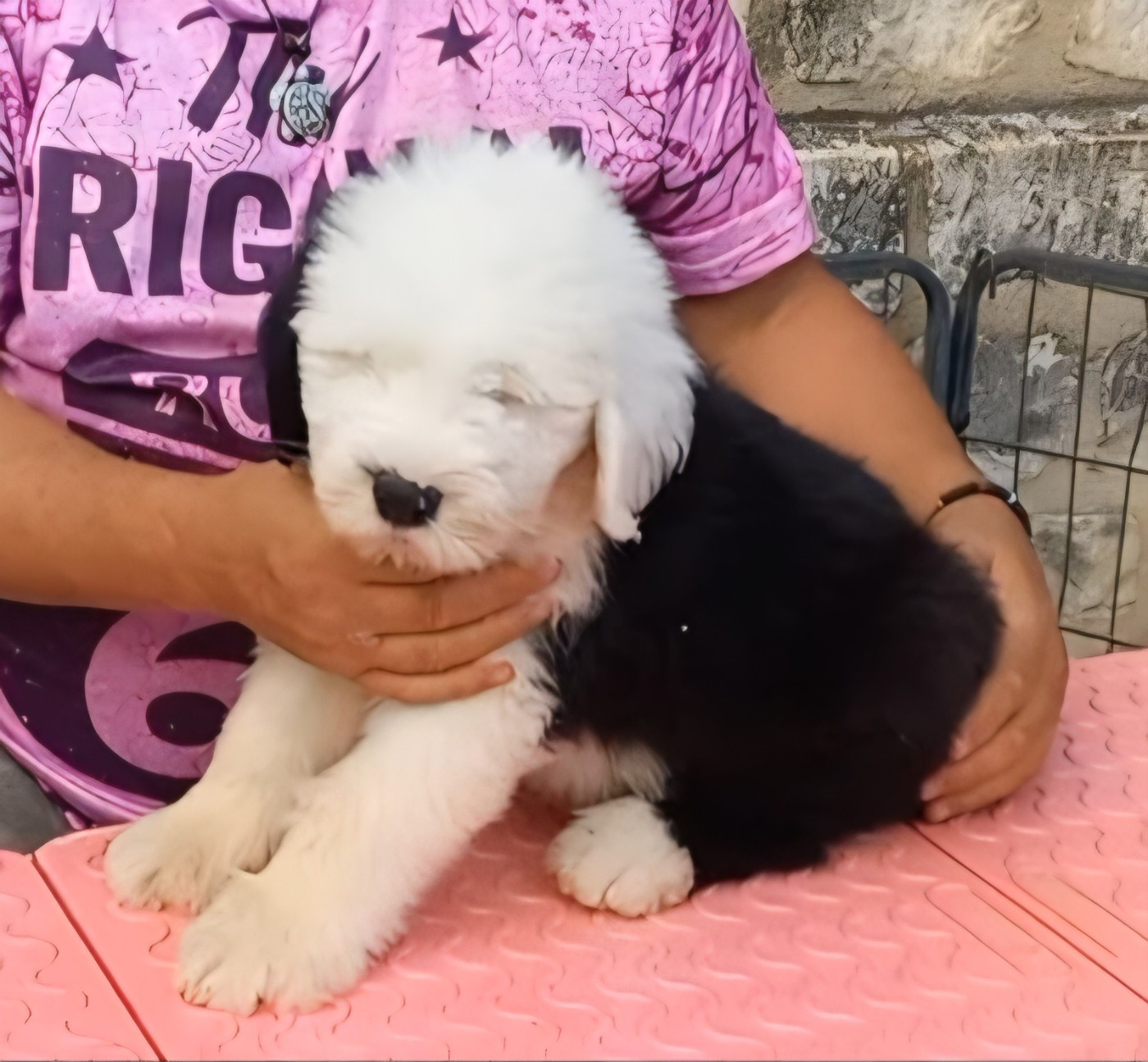 Lords of Cuzay - Chiots disponibles - Bobtail
