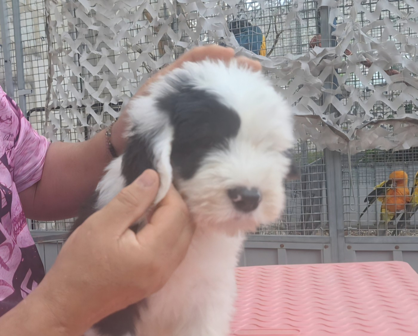 Lords of Cuzay - Chiots disponibles - Bobtail