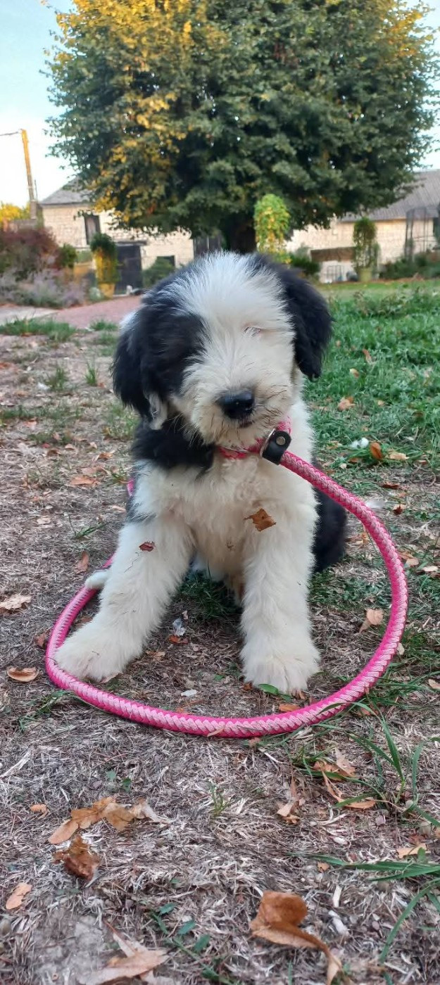 Lords of Cuzay - Chiots disponibles - Bobtail