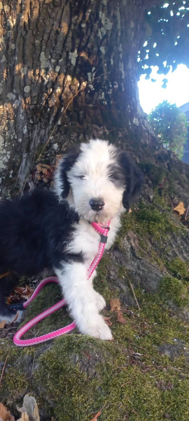 Lords of Cuzay - Chiots disponibles - Bobtail