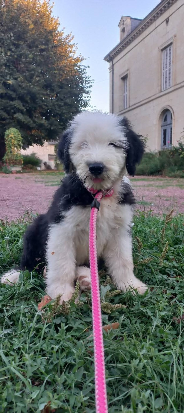 Lords of Cuzay - Chiots disponibles - Bobtail