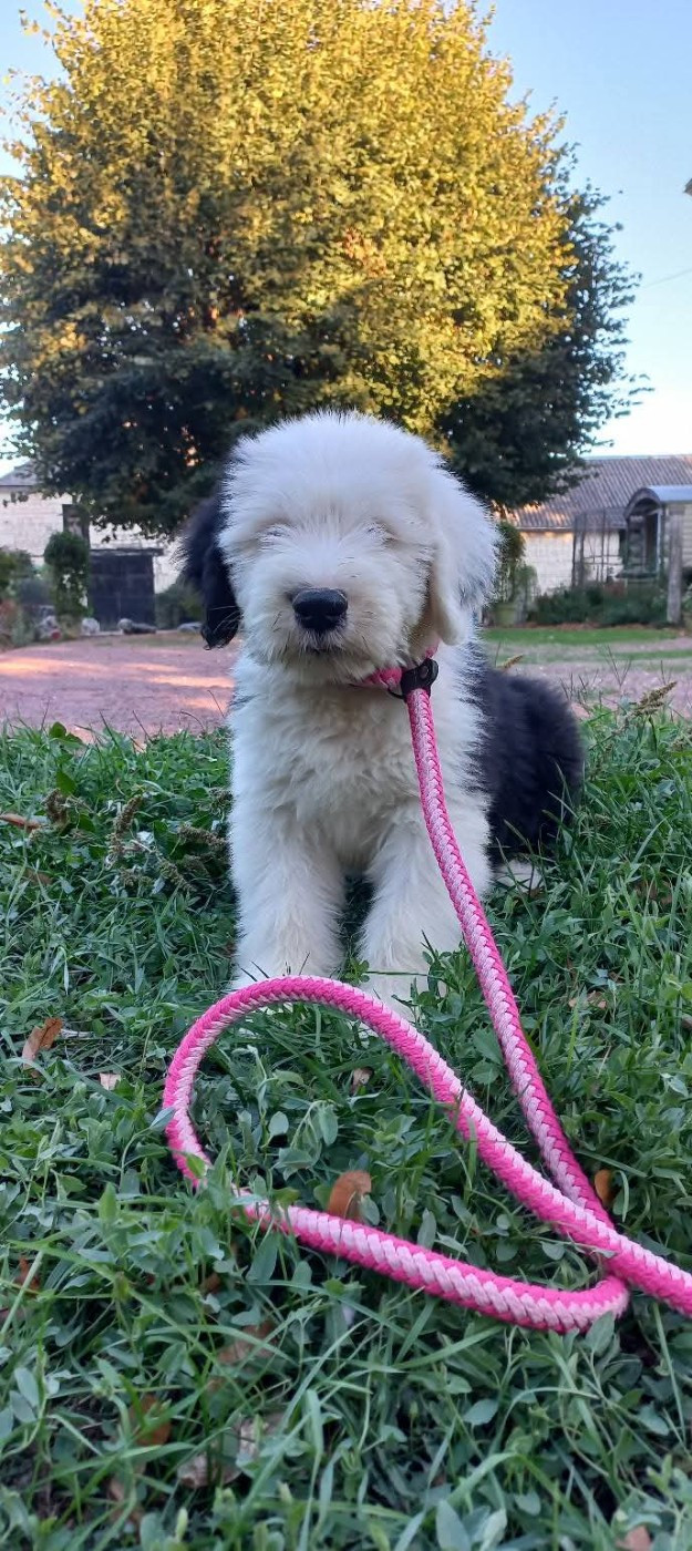 Lords of Cuzay - Chiots disponibles - Bobtail