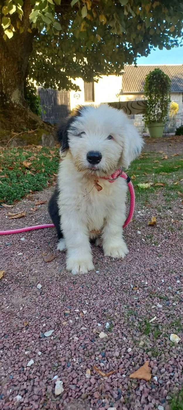 Lords of Cuzay - Chiots disponibles - Bobtail