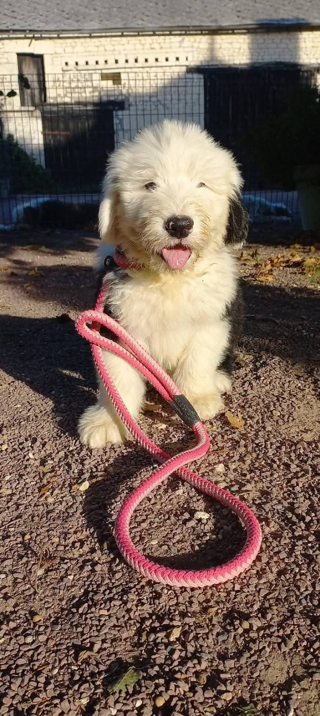 Lords of Cuzay - Chiots disponibles - Bobtail