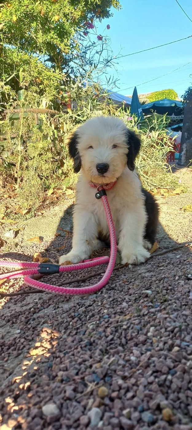 Lords of Cuzay - Chiots disponibles - Bobtail