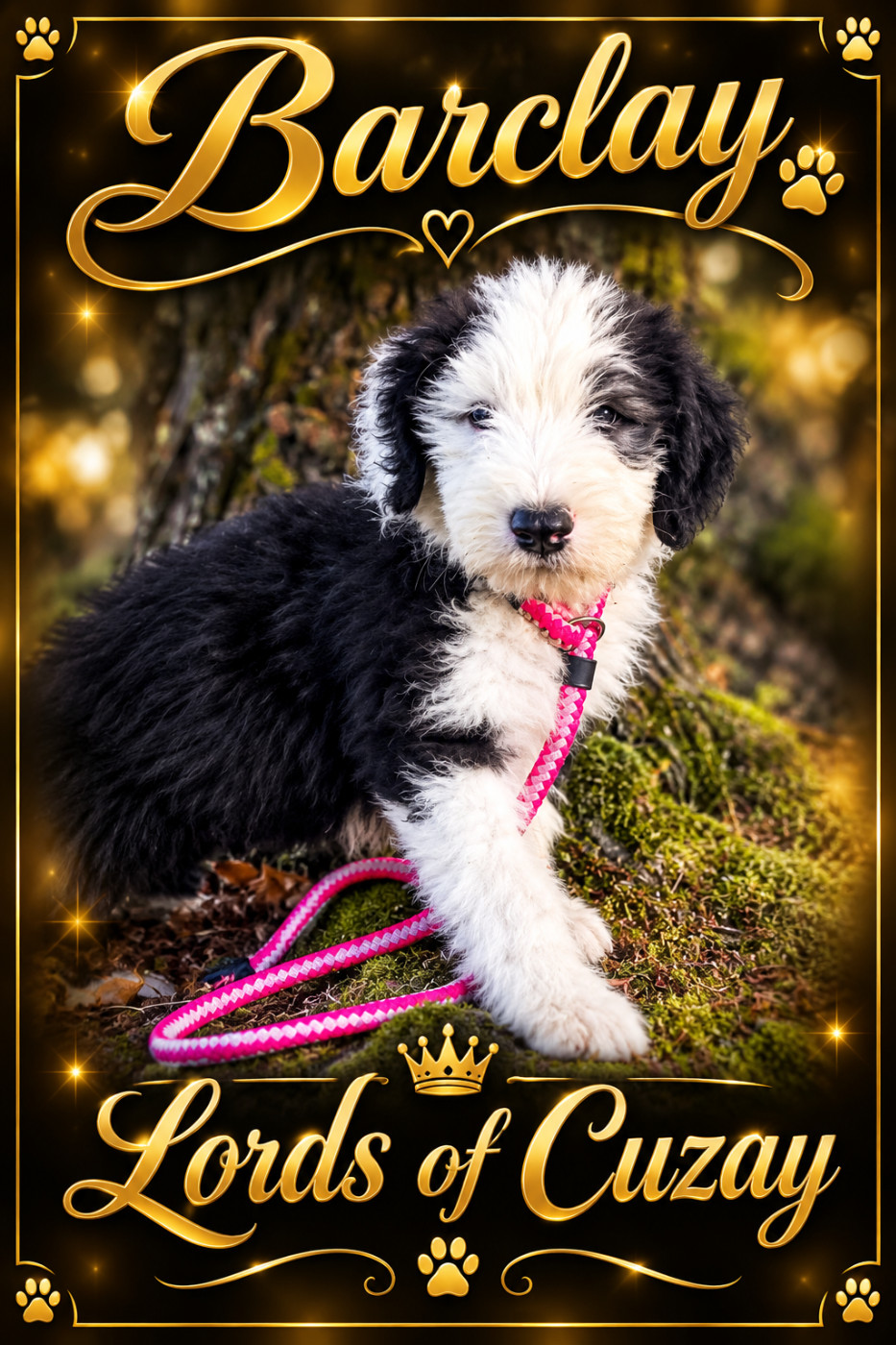 Lords of Cuzay - Chiots disponibles - Bobtail