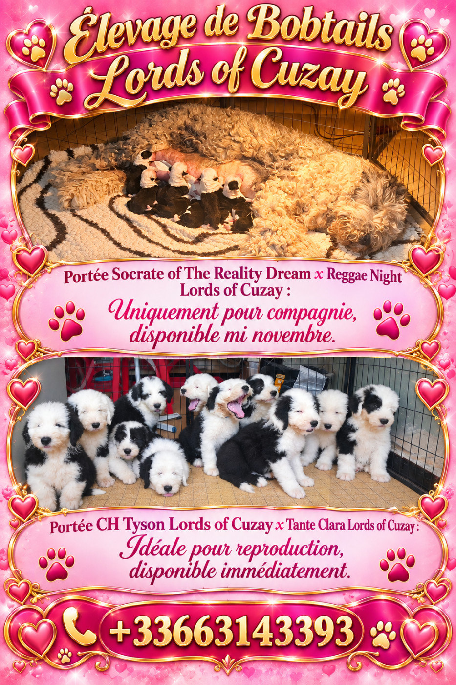 Lords of Cuzay - Chiots disponibles - Bobtail