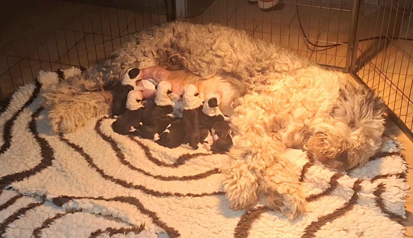 Lords of Cuzay - Chiots disponibles - Bobtail