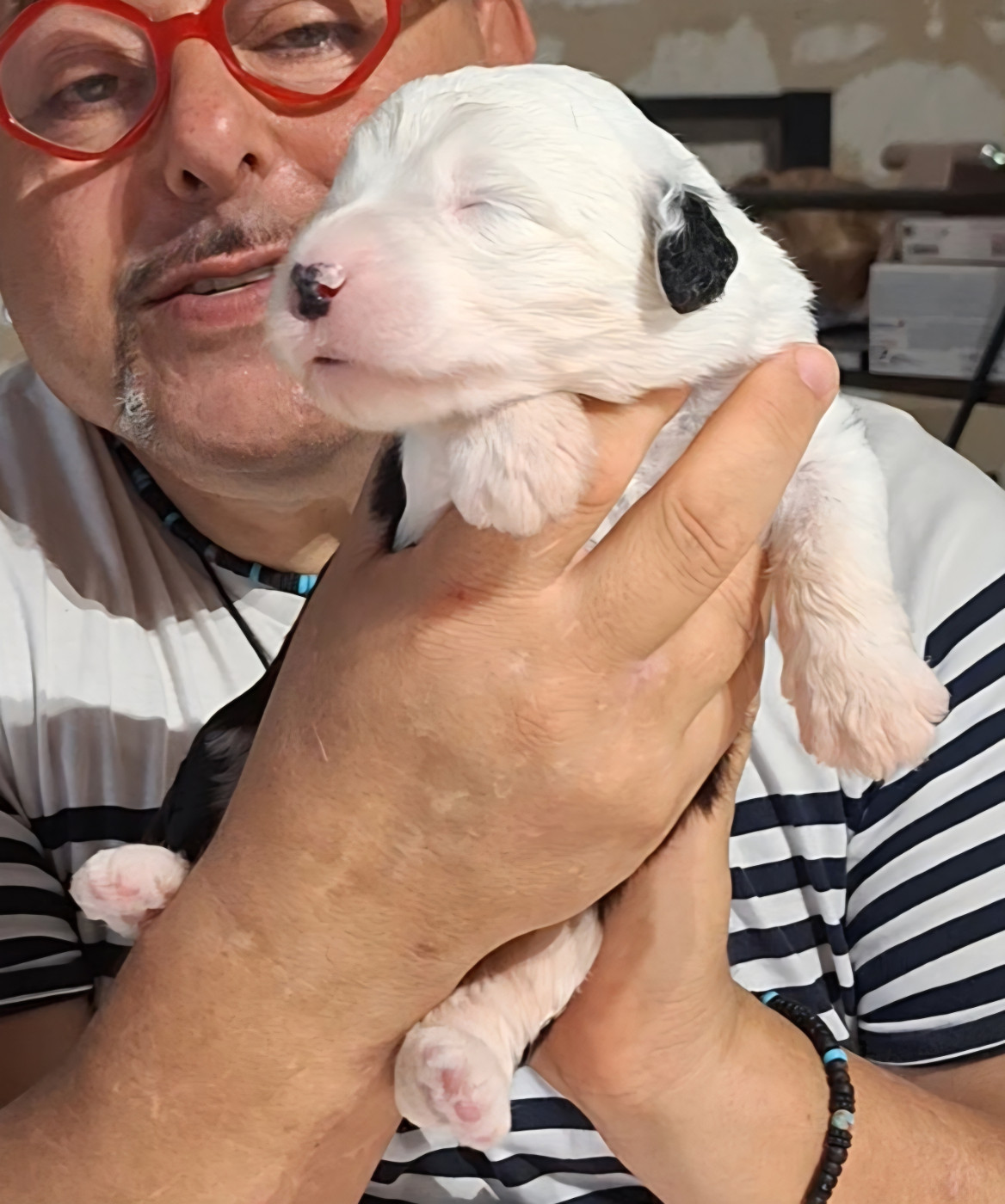 Lords of Cuzay - Chiots disponibles - Bobtail