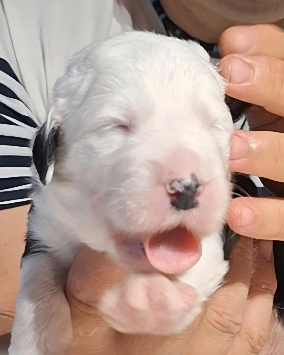 Lords of Cuzay - Chiots disponibles - Bobtail