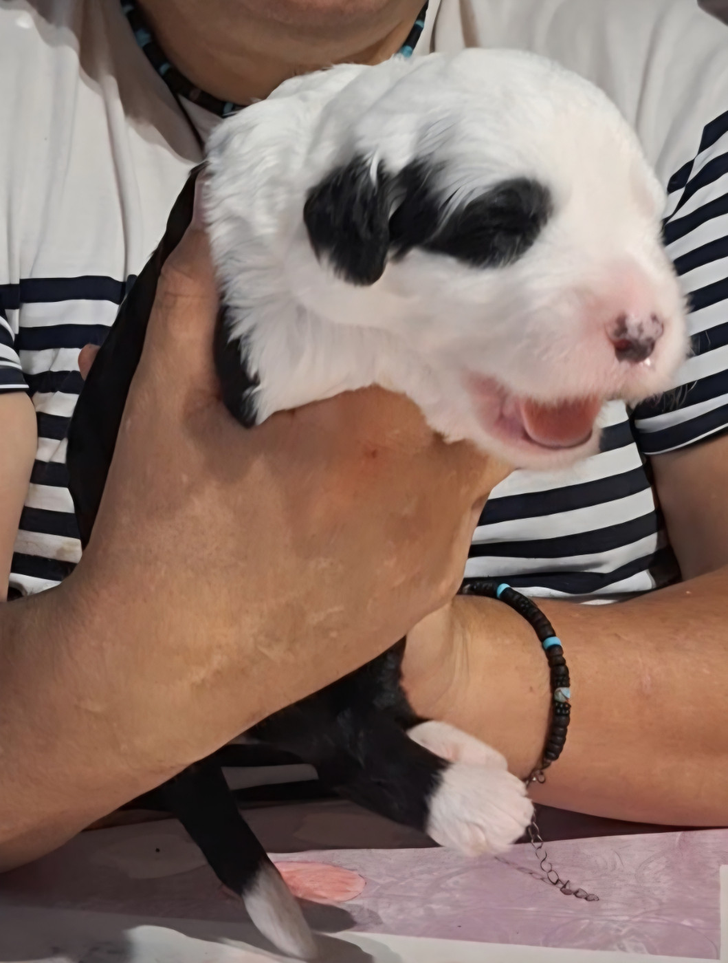 Lords of Cuzay - Chiots disponibles - Bobtail