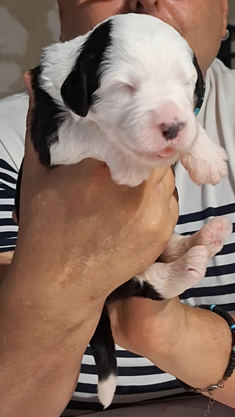 Lords of Cuzay - Chiots disponibles - Bobtail