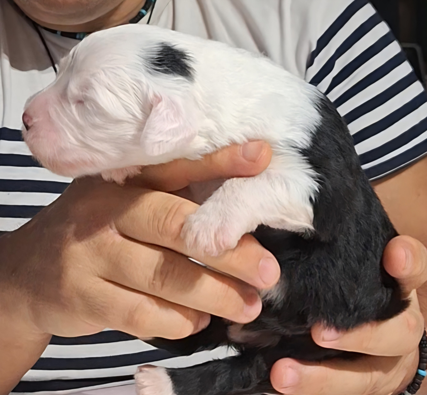 Lords of Cuzay - Chiots disponibles - Bobtail