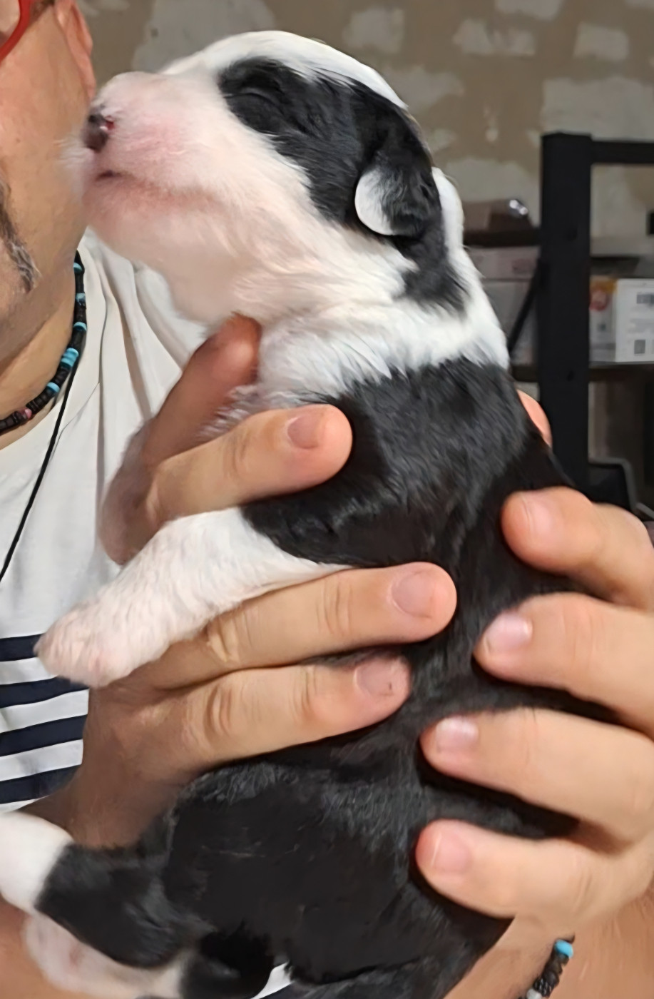 Lords of Cuzay - Chiots disponibles - Bobtail