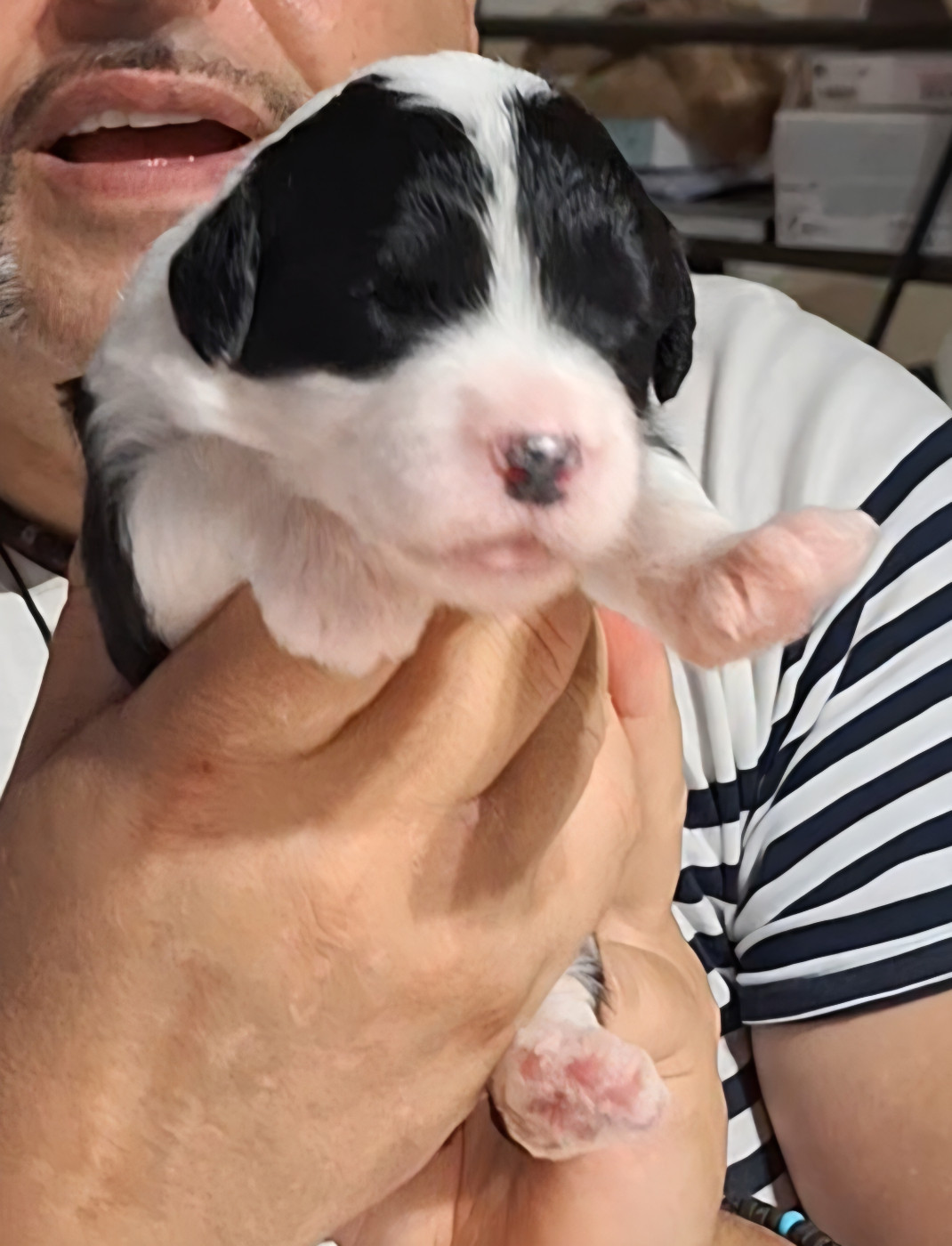 Lords of Cuzay - Chiots disponibles - Bobtail