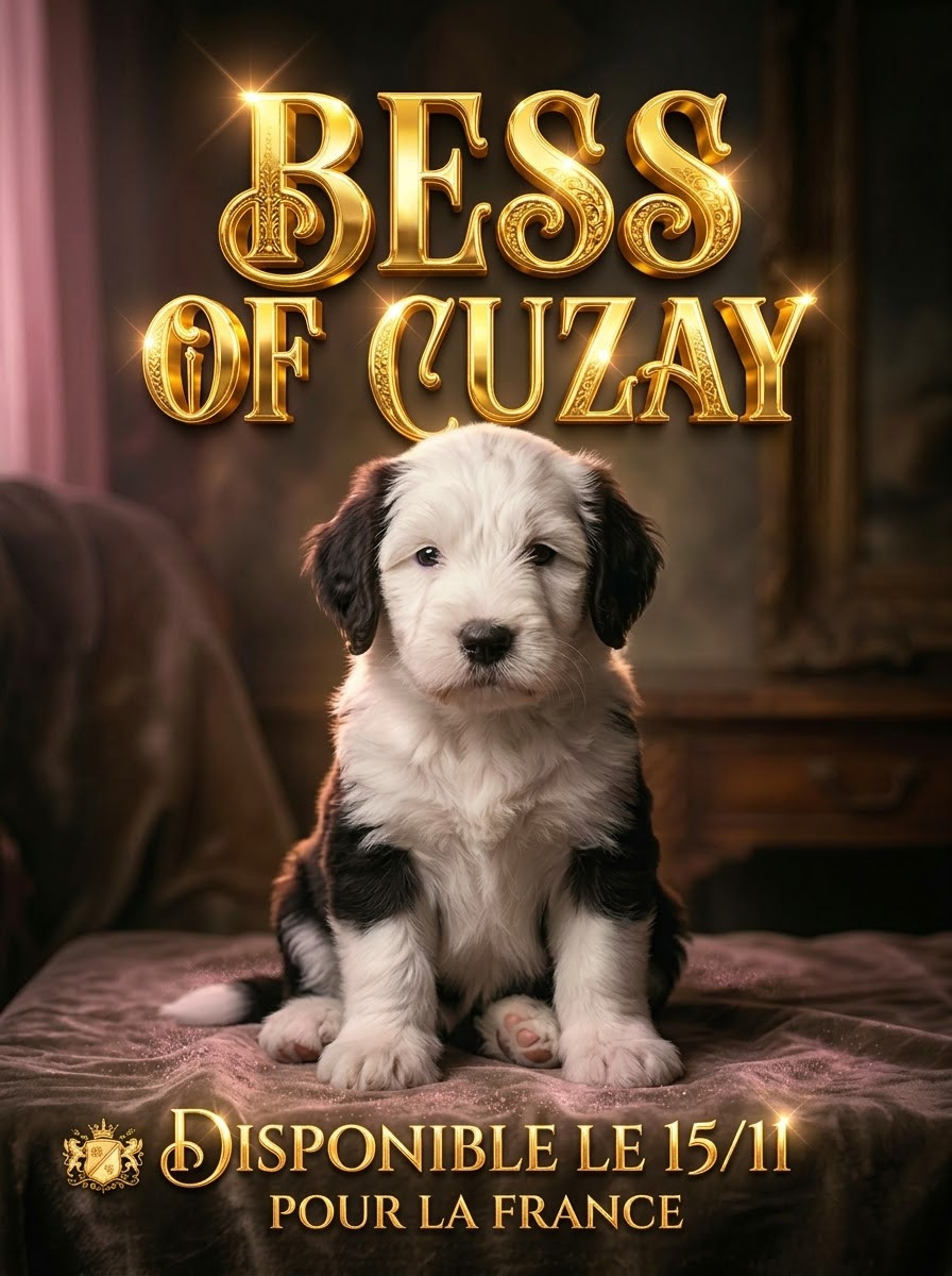 Lords of Cuzay - Chiots disponibles - Bobtail