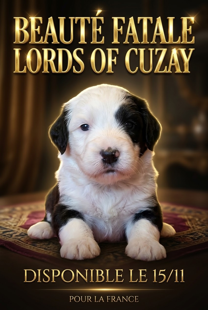 Lords of Cuzay - Chiots disponibles - Bobtail