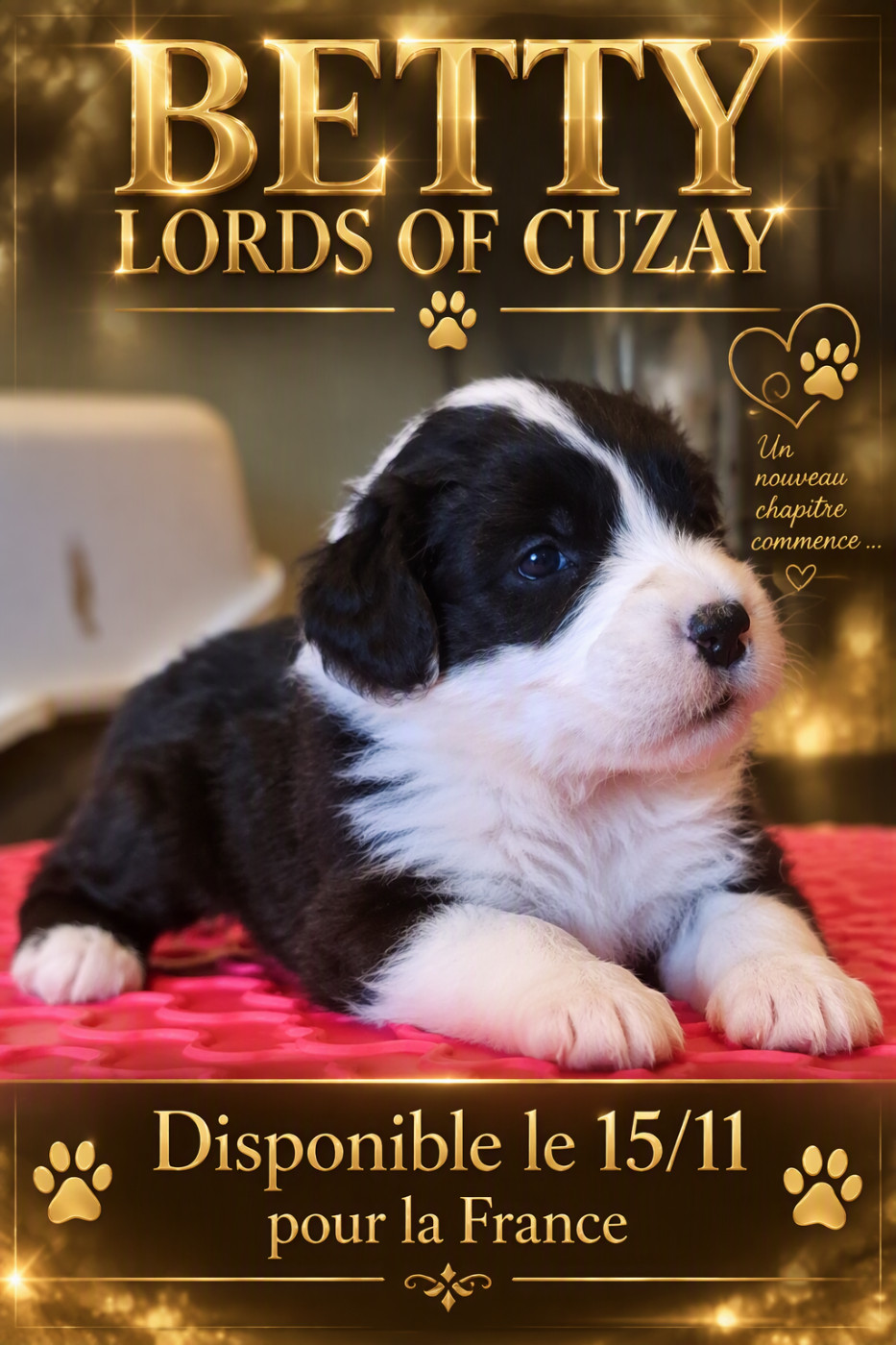 Lords of Cuzay - Chiots disponibles - Bobtail