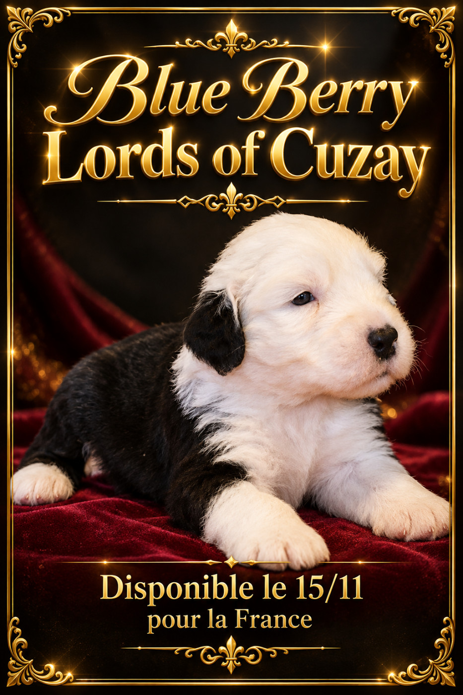 Lords of Cuzay - Chiots disponibles - Bobtail