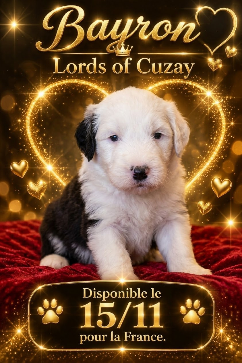 Lords of Cuzay - Chiots disponibles - Bobtail