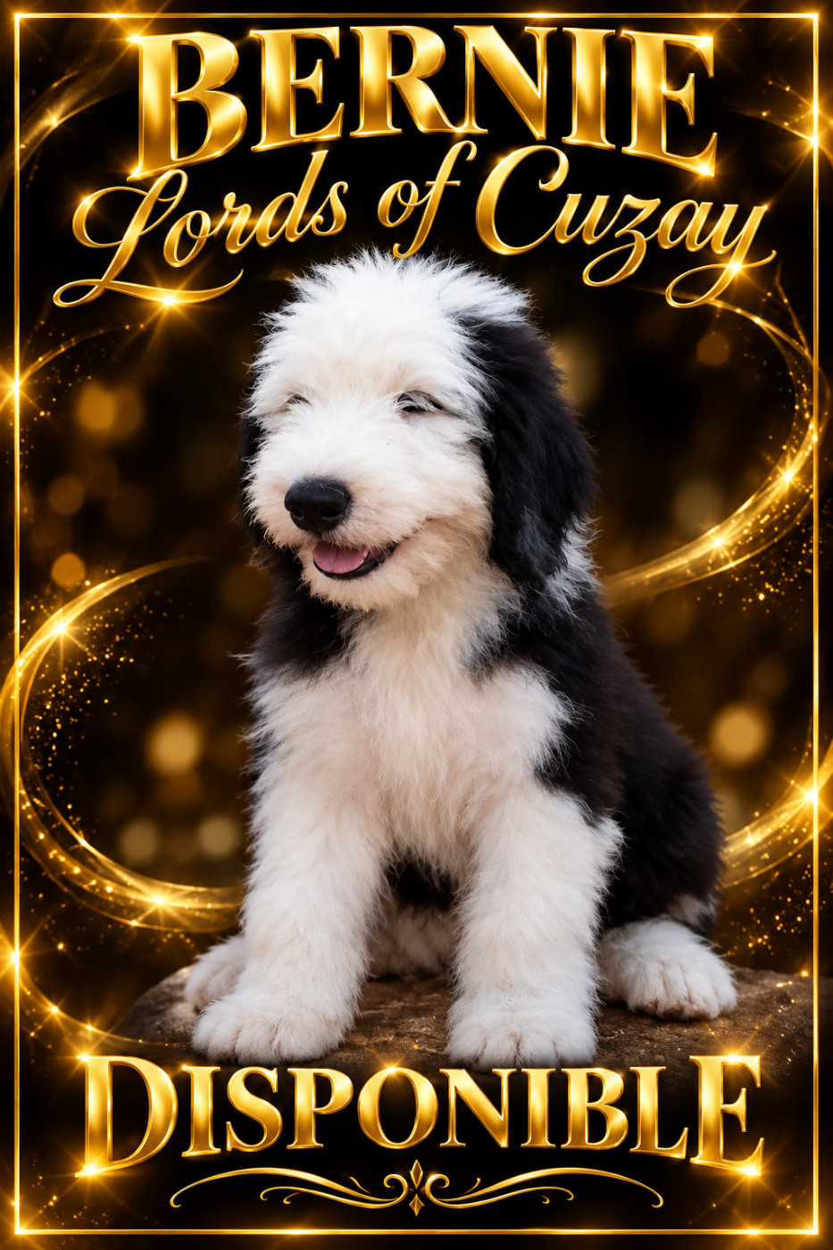 Lords of Cuzay - Chiots disponibles - Bobtail