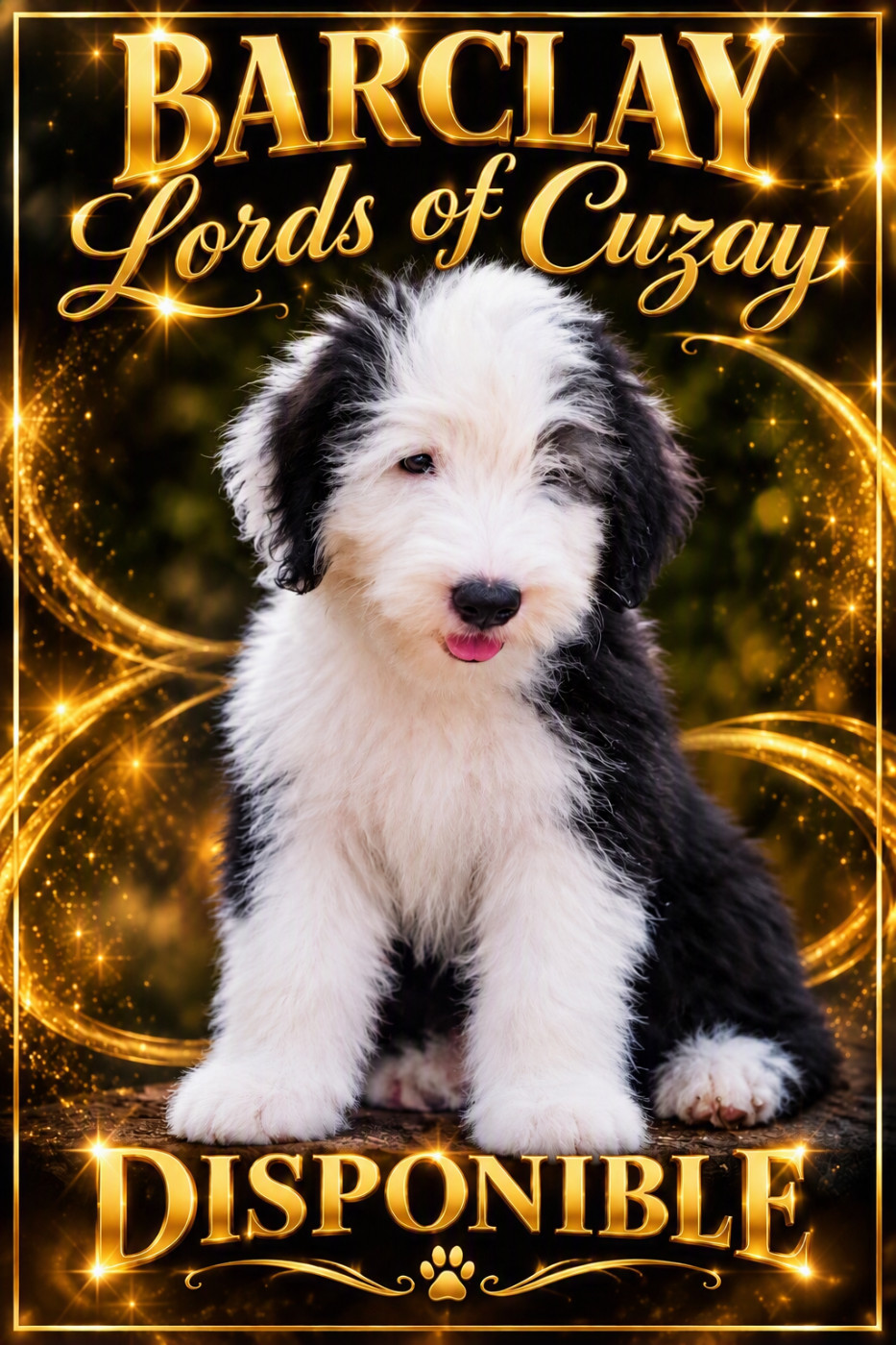 Lords of Cuzay - Chiots disponibles - Bobtail