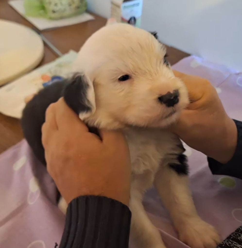 Lords of Cuzay - Chiots disponibles - Bobtail