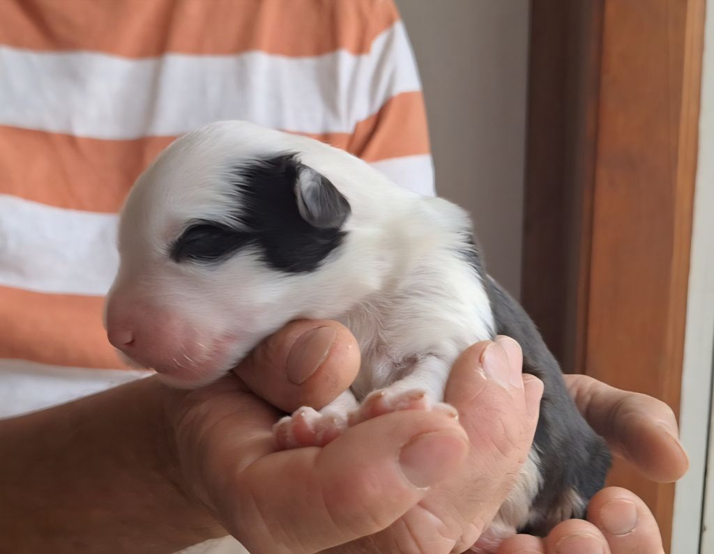 Lords of Cuzay - Chiots disponibles - Bobtail
