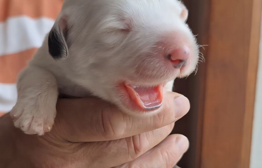 Lords of Cuzay - Chiots disponibles - Bobtail